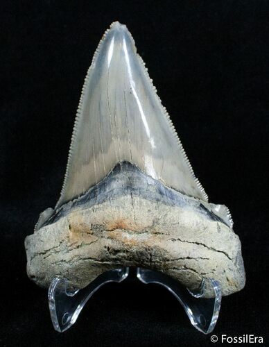 Beautifully Serrated Angustiden Tooth - Inches #2898